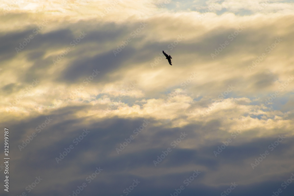 bird of prey flies in the clouds