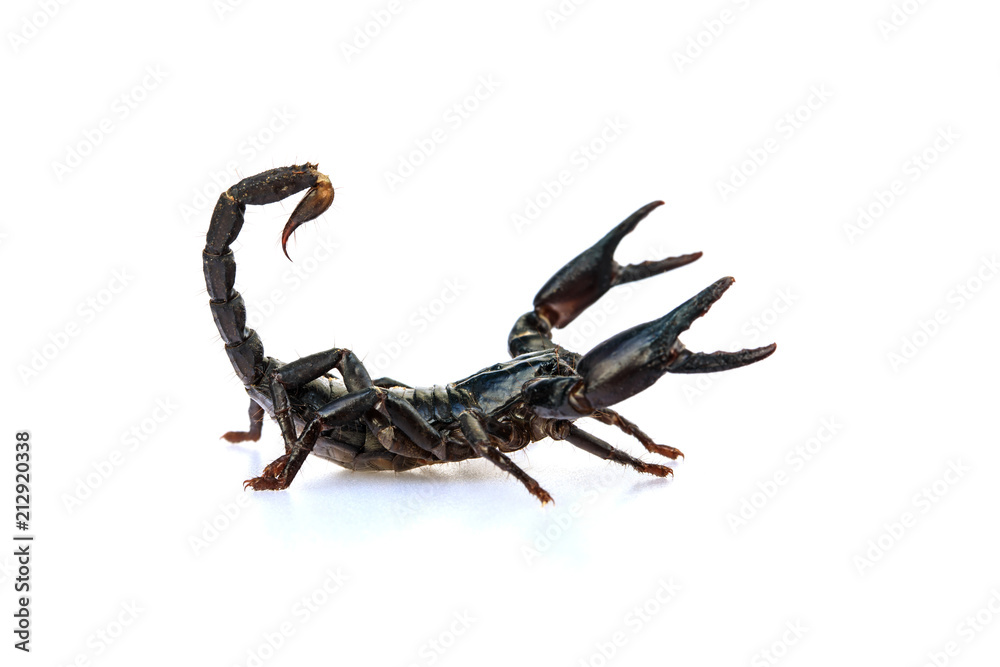 The young black scorpion isolated on white background. The young black scorpion isolated on white background.