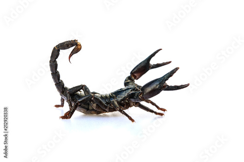 The young black scorpion isolated on white background.