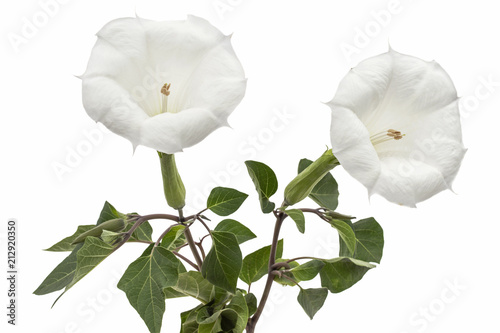 Datura flower, dope, stramonium, thorn-apple, jimsonweed, isolated on white background photo