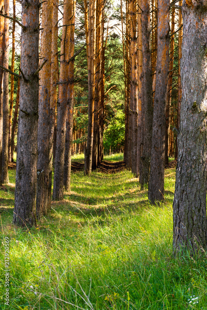 Slender rows of pines. Juicy green grass
