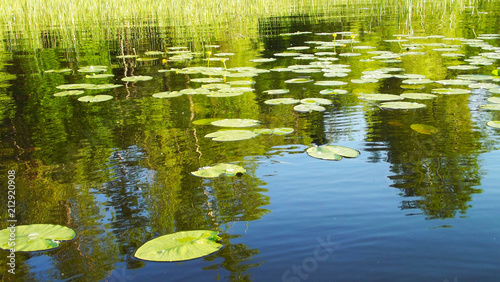 Fotografiet Beautiful summer lake.Leaves water lilies on the water.