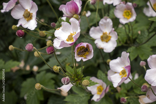 Blossoming pink anemone hupehensis flowers with siting bee