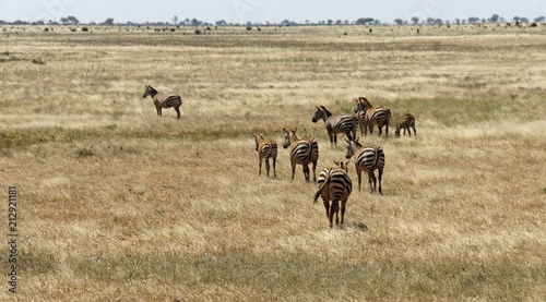 zebra in kenya
