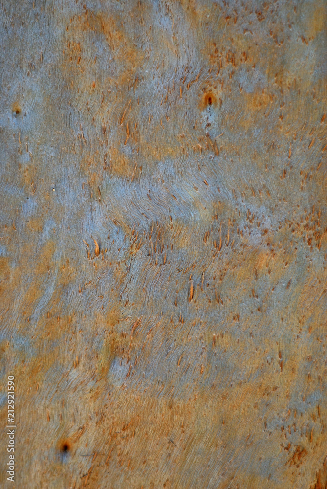 Detail of the trunk of a eucalyptus tree. Detail of the trunk of a eucalyptus tree.