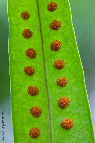 Green fern leaf texture with red dot of spore sacs