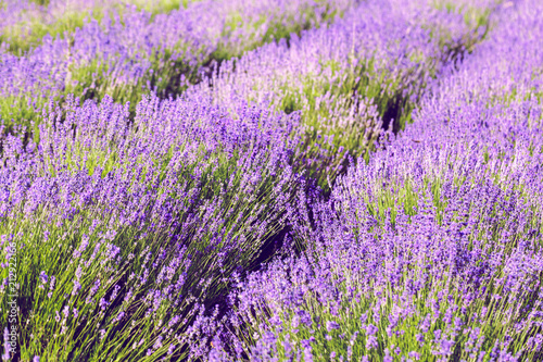 Lavender Field in the summer