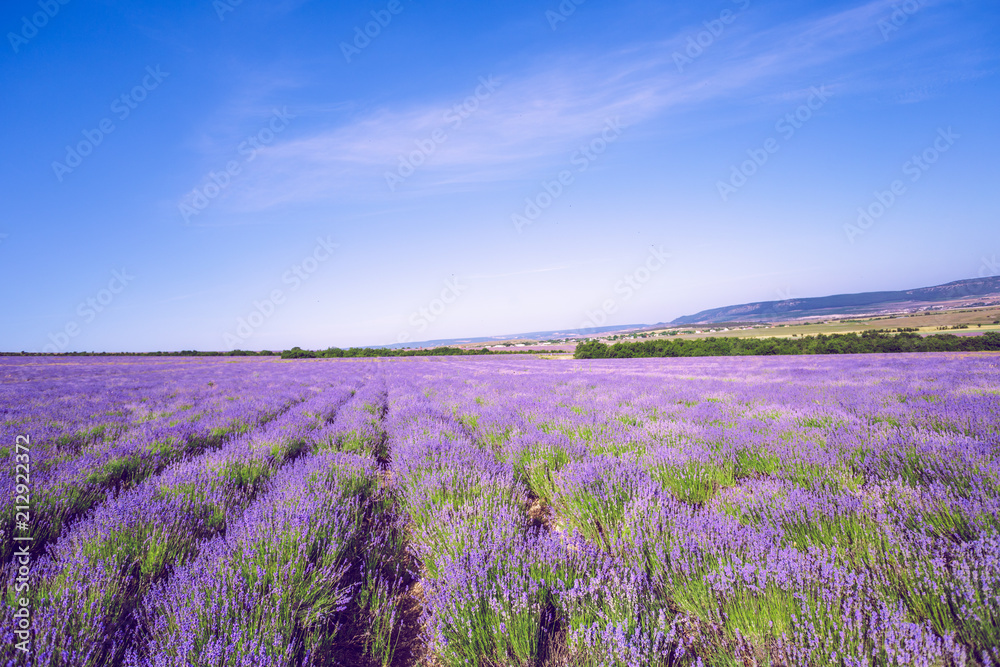 Lavender Field in the summer Lavender Field in the summer