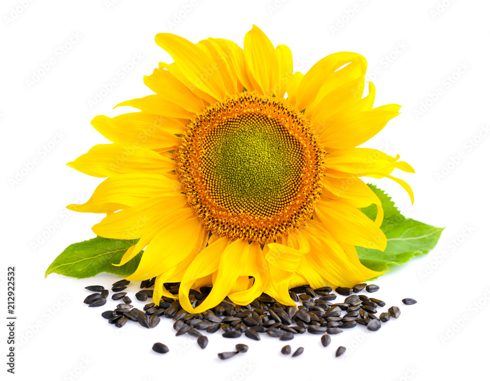 Obraz premium Yellow sunflower and sunflower seeds on a white background