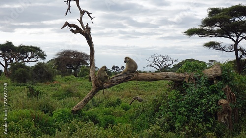 baboon in kenya