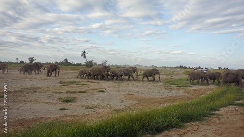 Fototapeta Naklejka Na Ścianę i Meble -  elephants of kenya