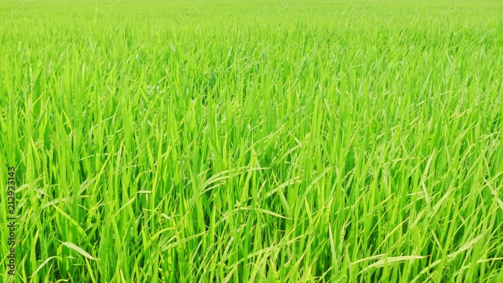Rice field green grass landscape background with dolly slider scene. Rice field green grass landscape background with dolly slider scene.