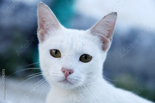 White domestic cat on the street