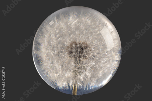 Dandelion Paperweight (with clipping path) Encapsulated Dandelion (with clipping path) Round paperweight with a flower inside photo