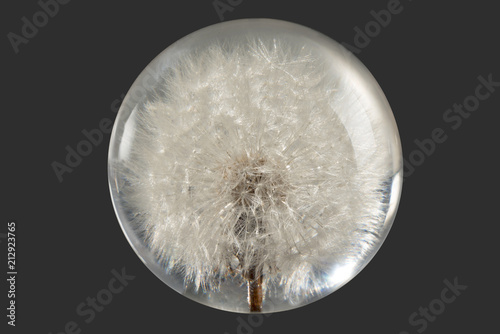 Dandelion Paperweight (with clipping path) Encapsulated Dandelion (with clipping path) Round paperweight with a flower inside