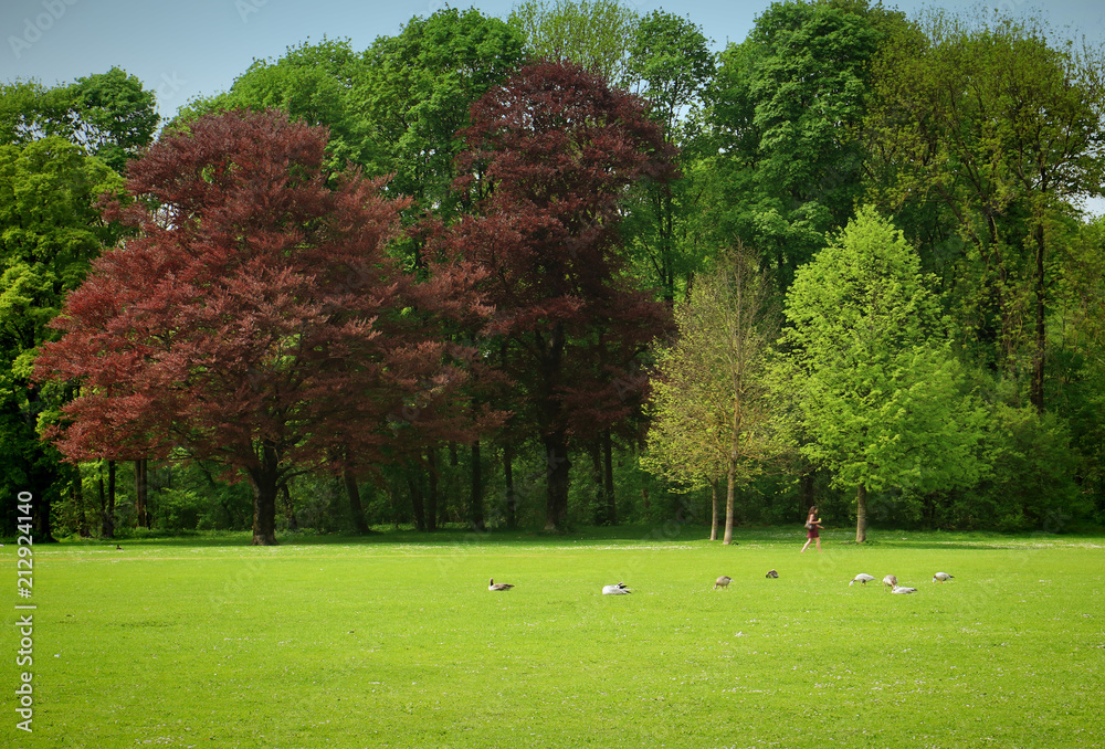 Obraz premium Beautiful view of a meadow flanked by trees at the Englisher Garten, green park in the heart of Munich