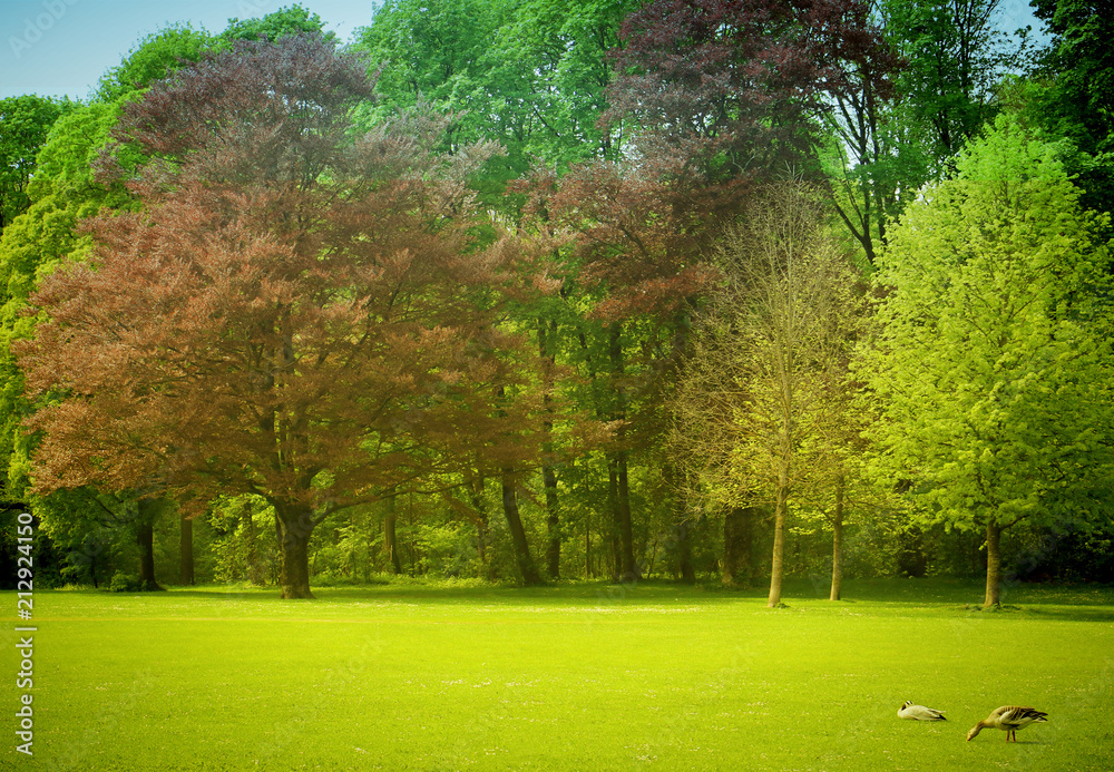 Obraz premium Beautiful view of a meadow flanked by trees at the Englisher Garten, green park in the heart of Munich