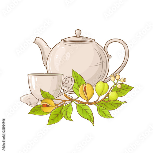 nutmeg tea illustration