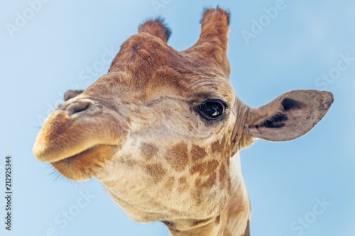 Giraffe's Head Close-Up