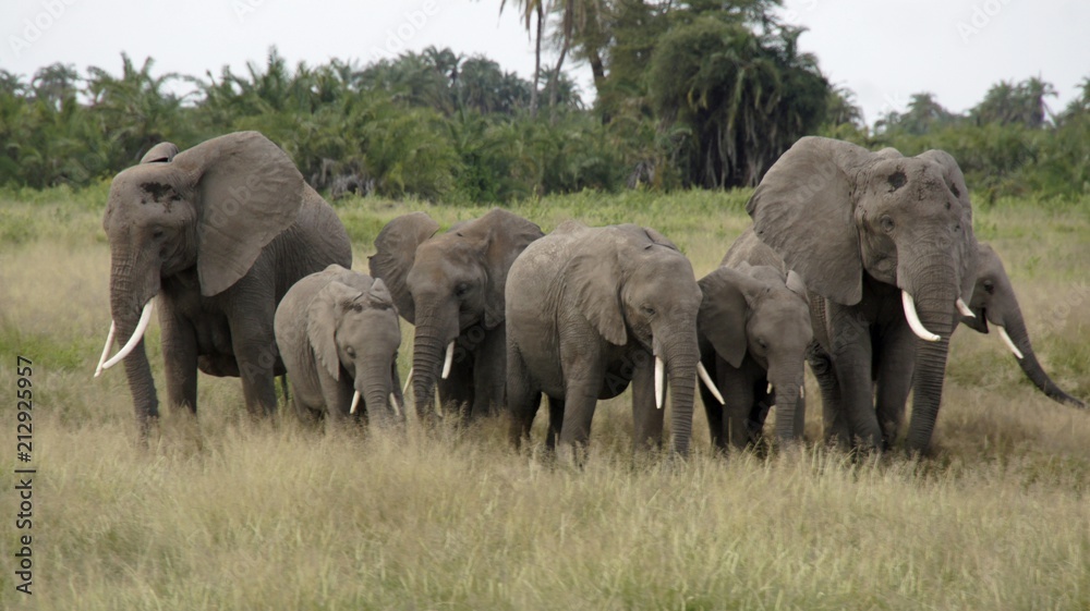 Obraz premium elephants of kenya