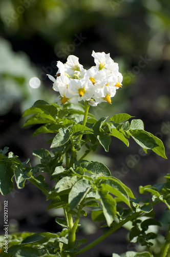 Obraz na płótnie White flowers of potatoes