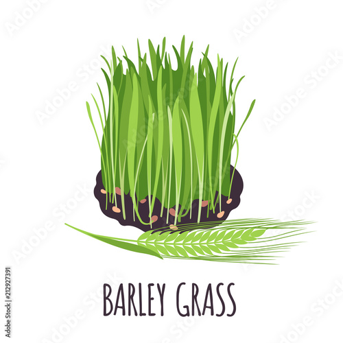 Barley grass icon in flat style isolated on white.