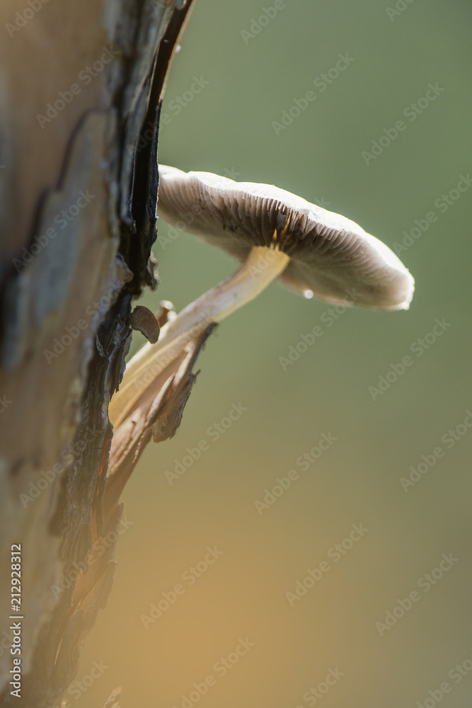 fungo