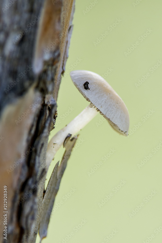 fungo