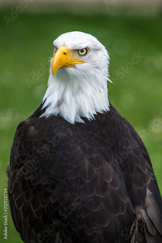bald eagle in green gras