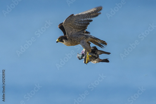 Billede på lærred falco pellegrino
