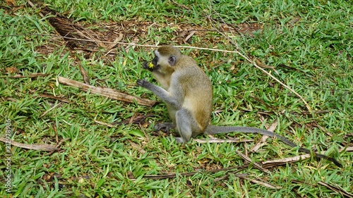 monkey in kenya