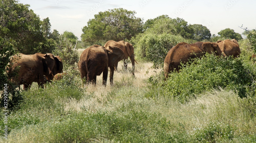 elephants of kenya elephants of kenya