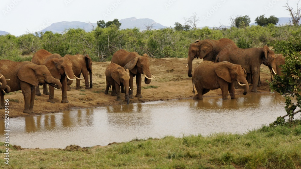 elephants of kenya elephants of kenya