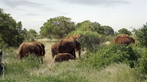 elephants of kenya