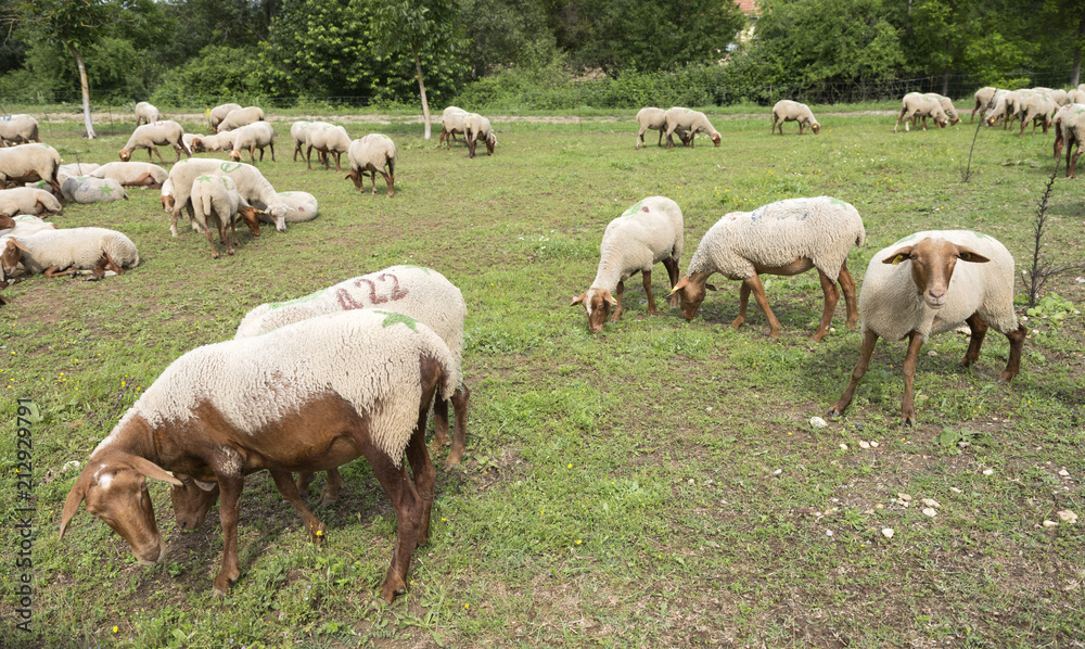 flock of brown and white sheep grazes in green meadow near farm in french provence area