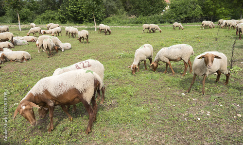 flock of brown and white sheep grazes in green meadow near farm in french provence area