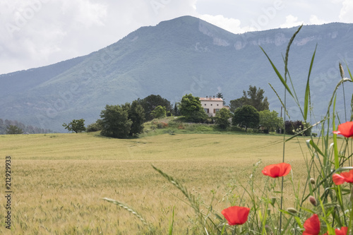 cornfield with poppies and typical provence house in summer with mountains in the background between Digne and Briancon