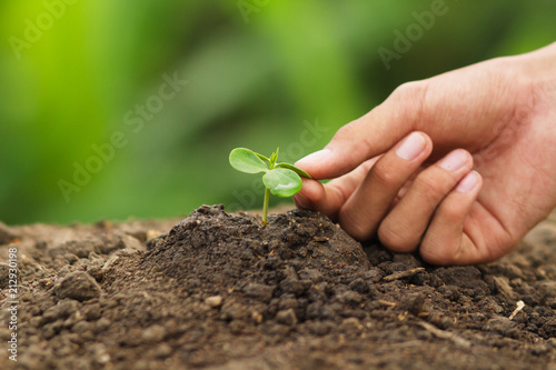 Hand touching leaves of seedling plant with care. Concept Environmental friendly, Plant care and Agriculture