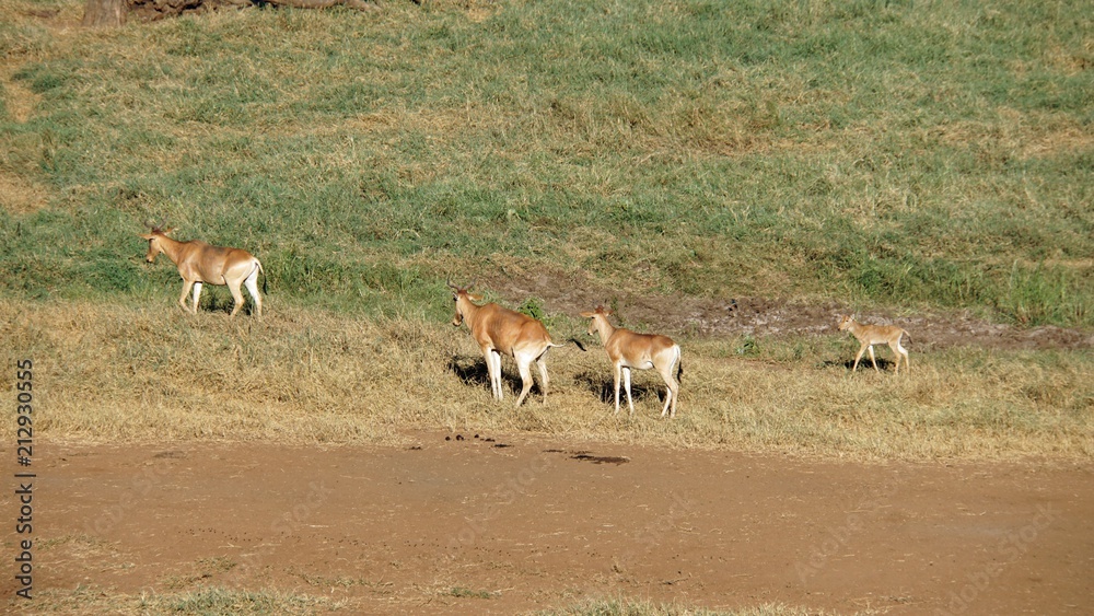 Fototapeta premium impala in kenya