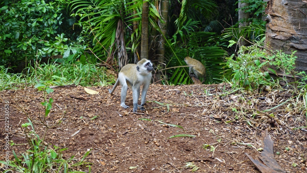 Fototapeta premium monkey in kenya
