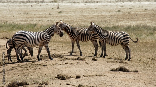 zebra in kenya