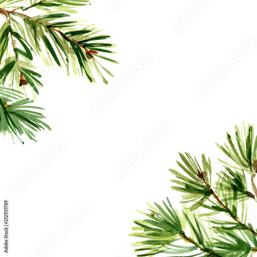Branches of trees painted with watercolors on white background. Sprigs of arborvitae, spruce, trees, conifer trees. Botanical sketch. Background design of the corners
