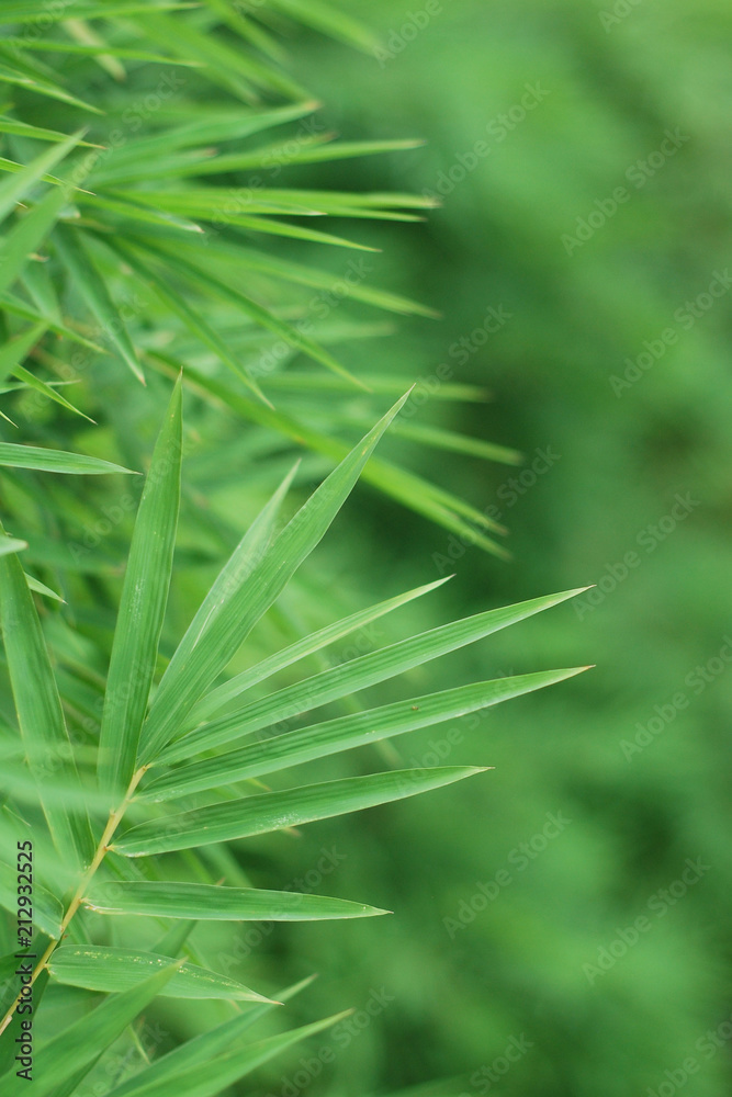 Bamboo leaves frame background