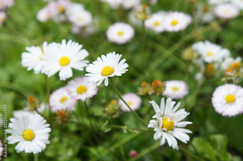 Bellis or perennis daisy white flowers in grass Bellis or perennis daisy white flowers in grass