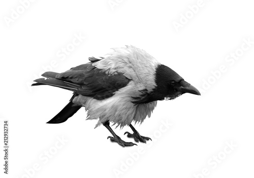 Big black wild raven on a white background photo