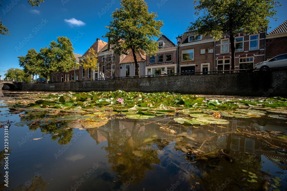 Naturally growing water plants in a Dutch city canal with flowing water and reflecting water surface. Naturally growing water plants in a Dutch city canal with flowing water and reflecting water surface.