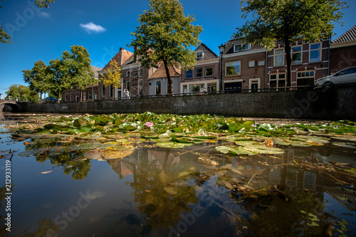 Naturally growing water plants in a Dutch city canal with flowing water and reflecting water surface. © fotografiecor