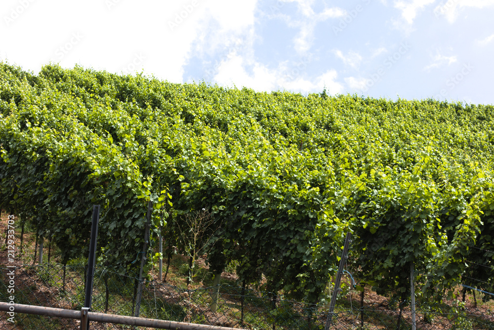 Vineyard. A vineyard is a plantation of grape-bearing vines, grown mainly for winemaking, but also raisins, table grapes and non-alcoholic grape juice. 