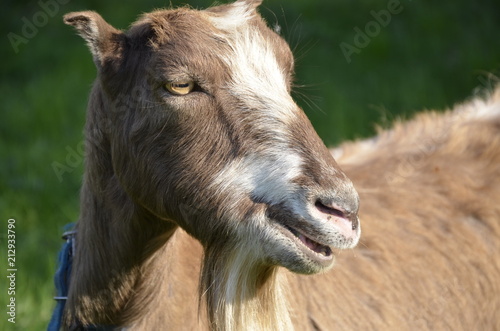 goat © Nastya