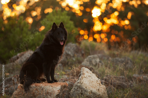 big black long haired dog breed Belgian Sheepdog at sunset